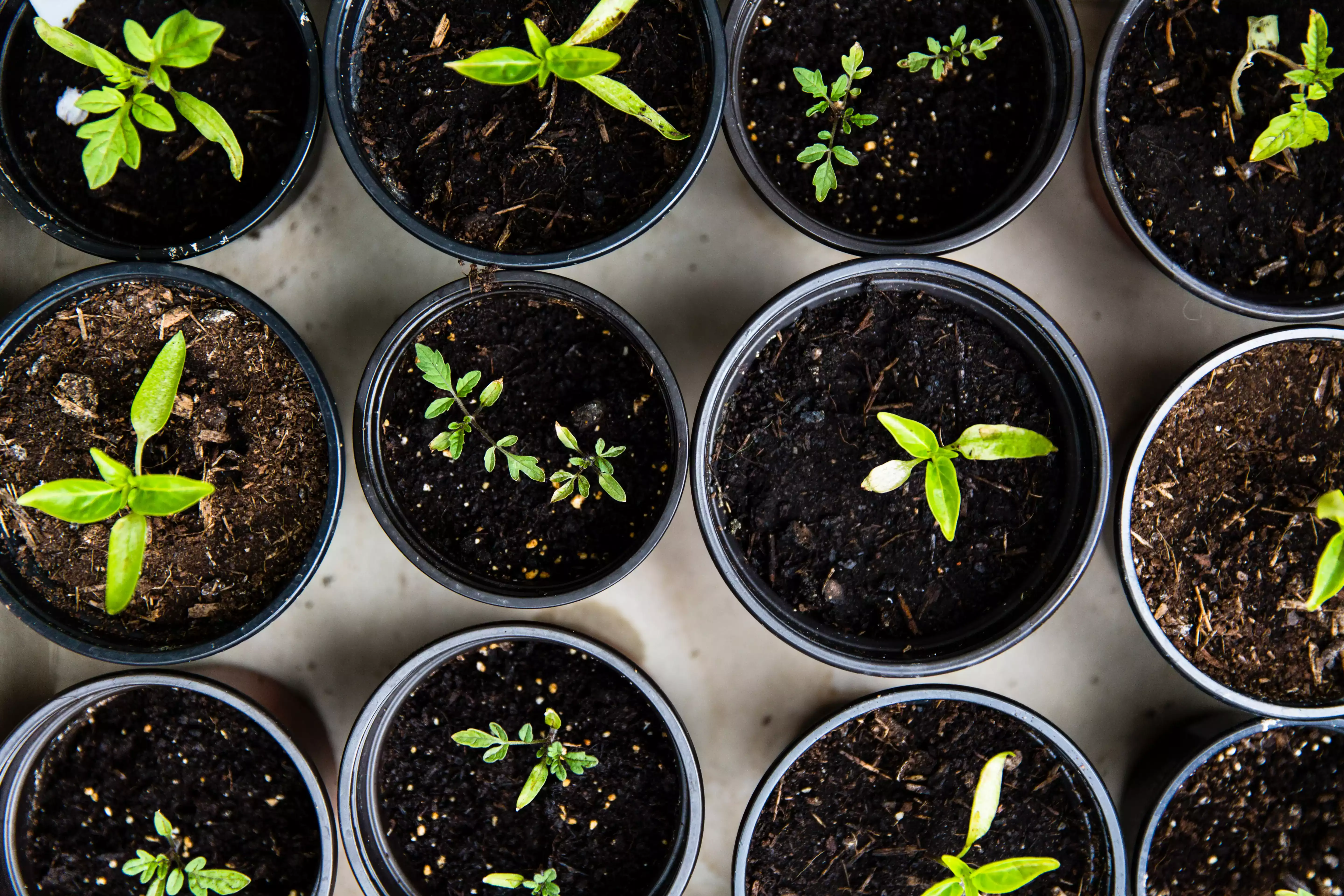 Four small plastic pots hold young shoots of plants - several with dark soil as if recently watered. The top and bottom of the image show that there are more pots of soil above and below the ones we see clearly.