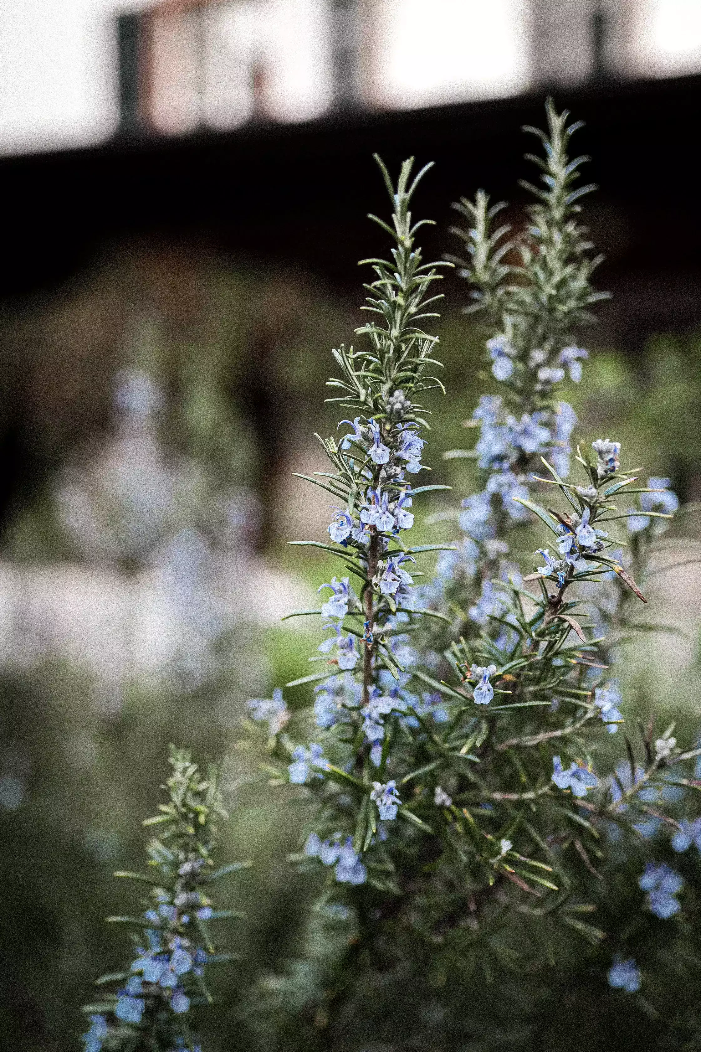 Two stocks of rosemary with blue flowers. In the background, there are two more stocks blurred with soft nature behind.